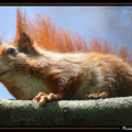 Ecureuil 1||<img src=_data/i/galleries/Nature/Animaux/Ecureuil_1-th.jpg>