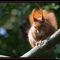 Ecureuil 2||<img src=_data/i/galleries/Nature/Animaux/Ecureuil_2-th.jpg>