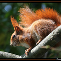 Ecureuil 3||<img src=_data/i/galleries/Nature/Animaux/Ecureuil_3-th.JPG>